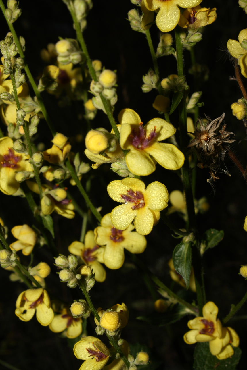 Verbascum cfr. chaixii ??